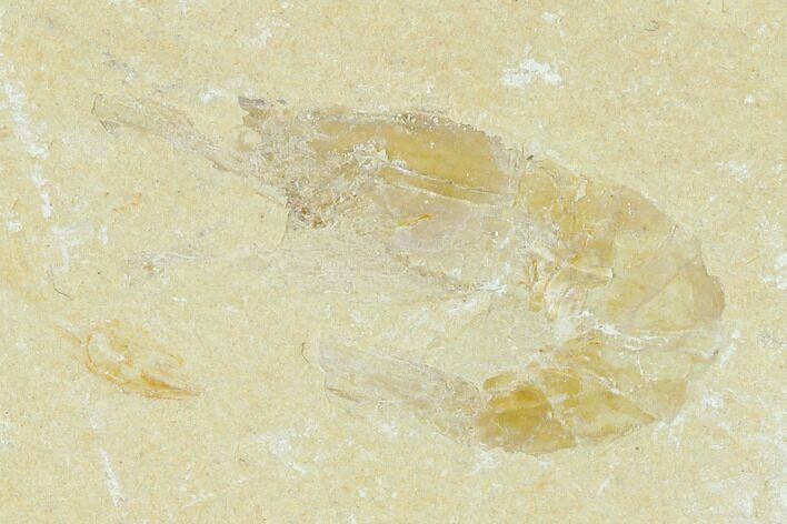 Cretaceous Fossil Shrimp - Lebanon #123953